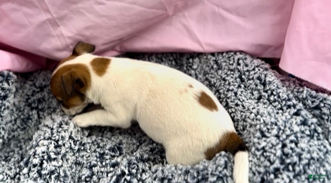 Jack Russell Terrier dogs for sale: Bunny - Ad 2