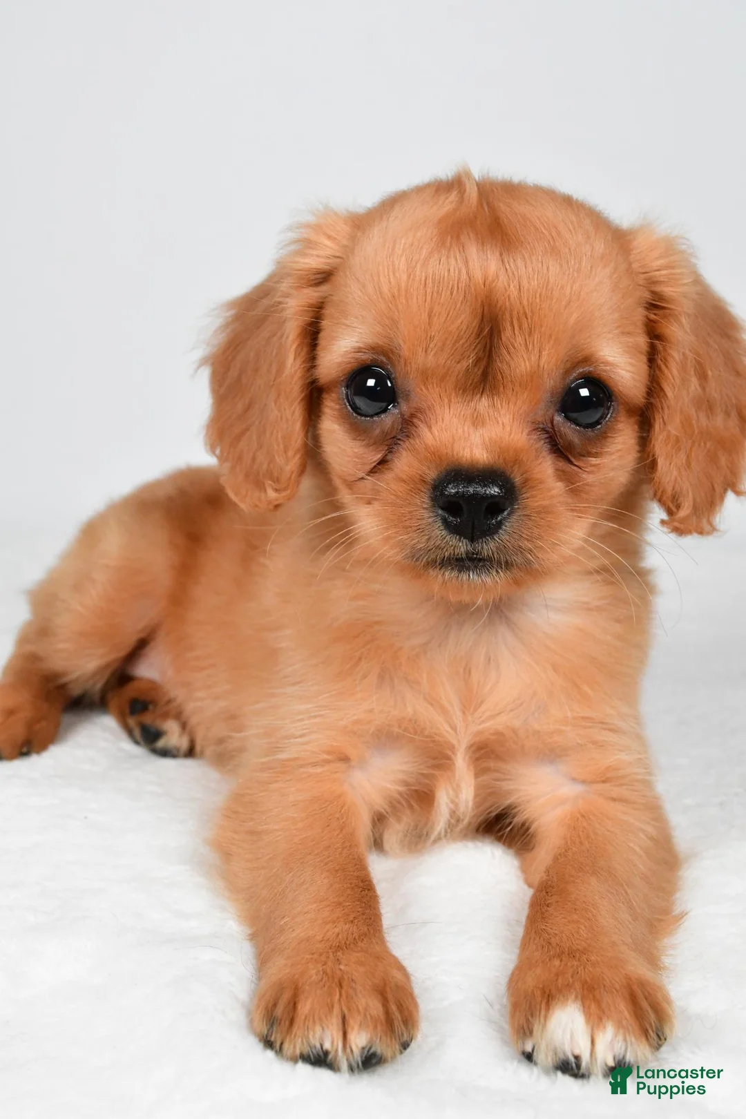 Mixed Breed dogs for sale: Brianna - Ad 7