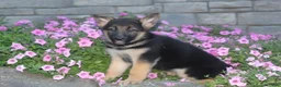 German Shepherd dogs for sale: Baily - Ad 5