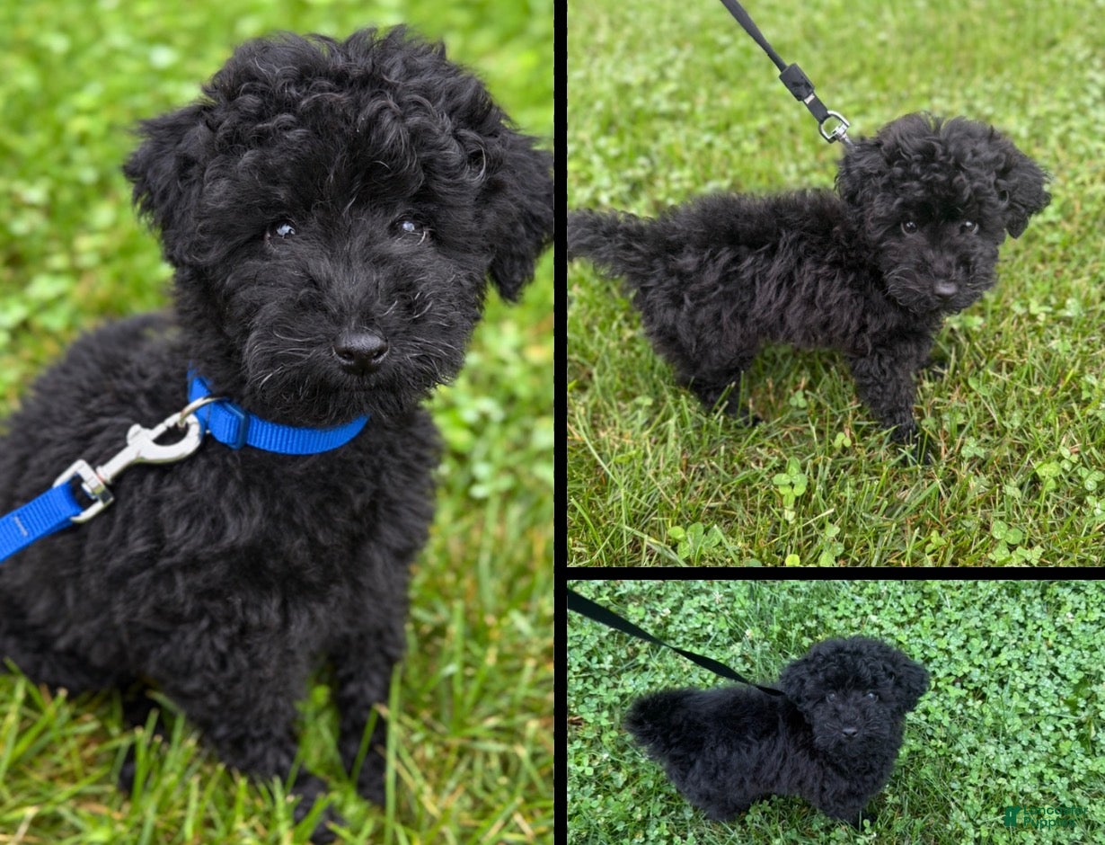 Havapoo dogs for sale: Coco - Ad 42