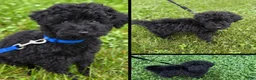 Havapoo dogs for sale: Coco - Ad 1