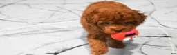 Miniature Poodle dogs for sale: Loren💙 - Ad 6