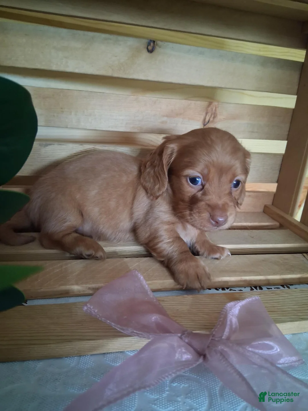 Dachshund dogs for sale: Maisy - Ad 2