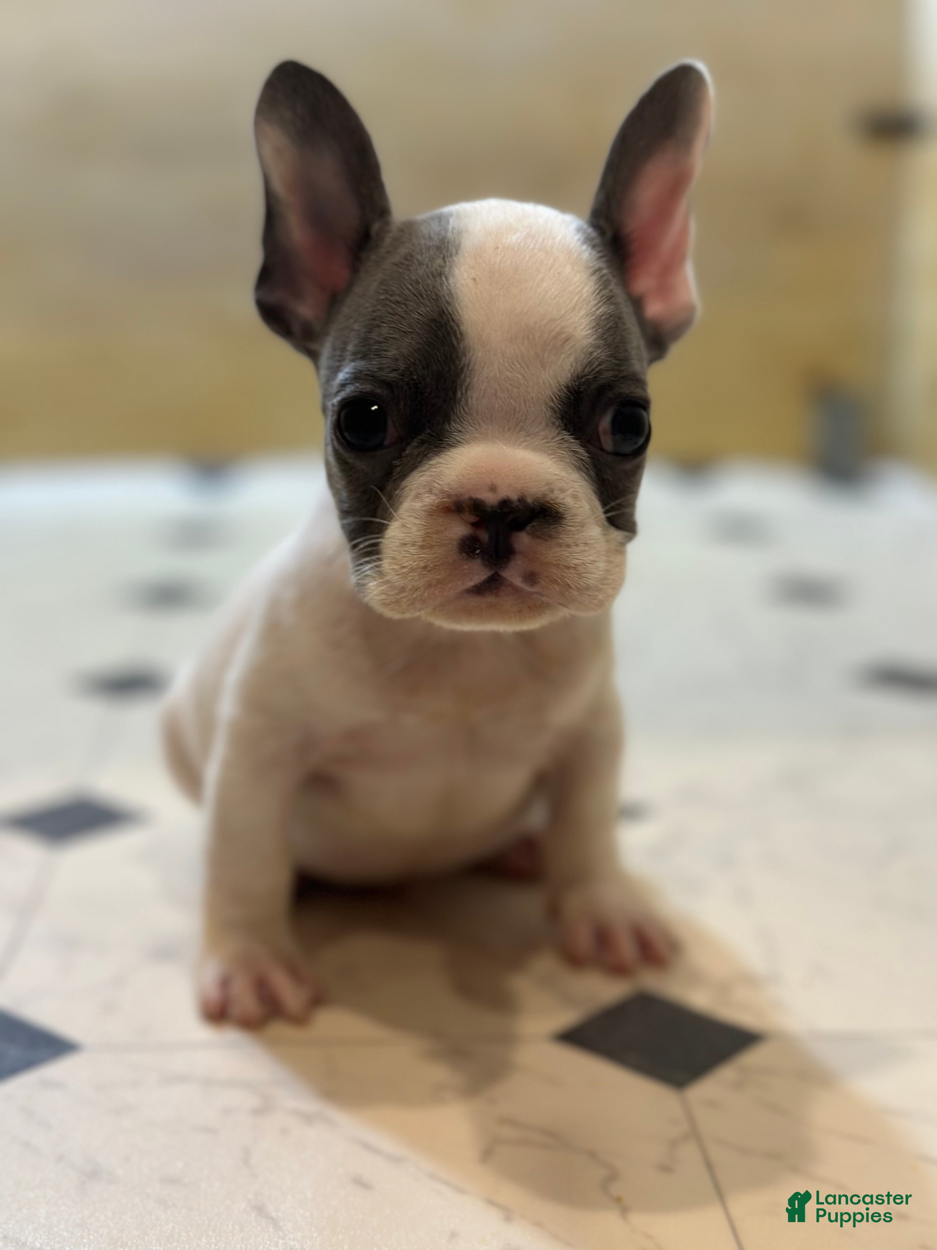 French Bulldog dogs Saint - Ad 39