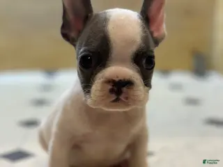 French Bulldog dogs Saint - Ad 39
