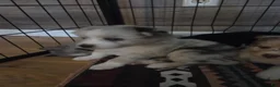 Pomsky dogs for sale: Kane - Ad 3