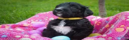 Goldendoodle dogs for sale: Miss Yellow - Ad 5