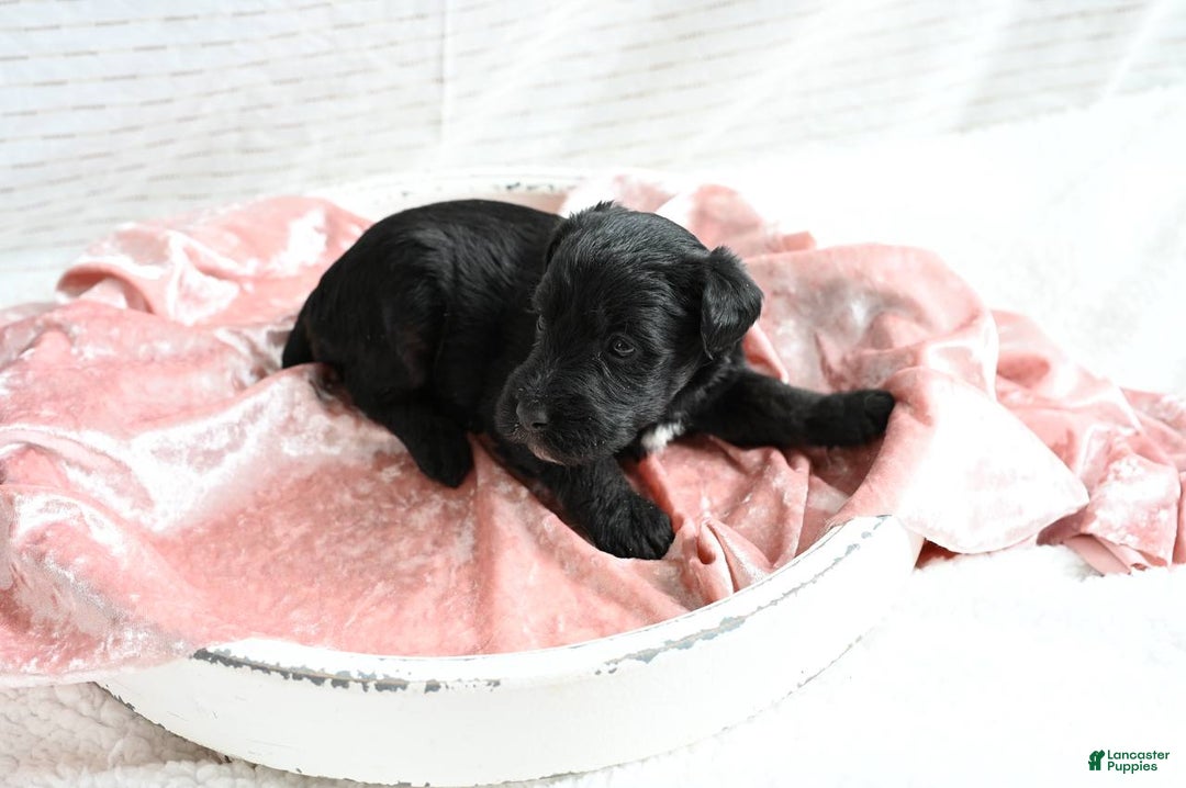 Mixed Breed dogs for sale: Fern - Ad 3