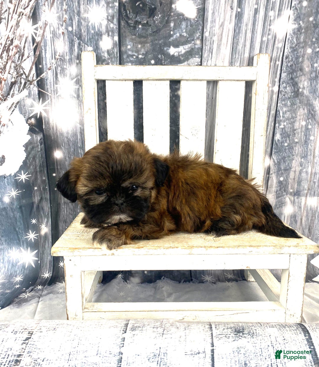 Shih Tzu dogs for sale: Mochi - Ad 7