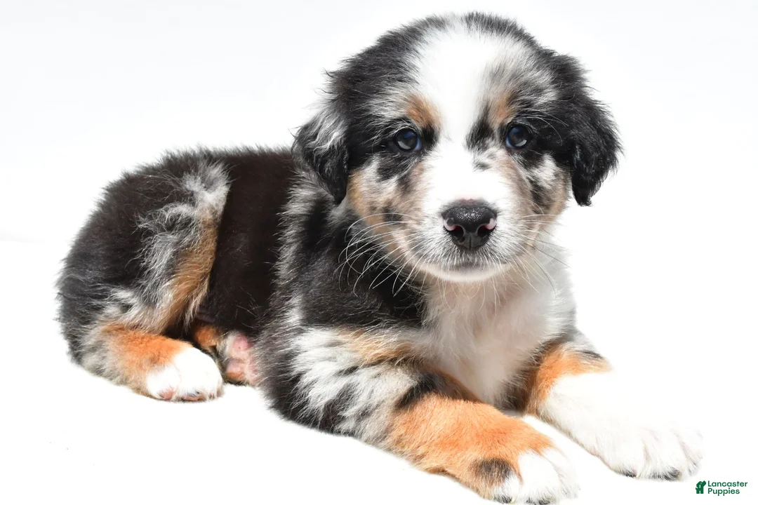 Australian Shepherd dogs for sale: Cody - Ad 2