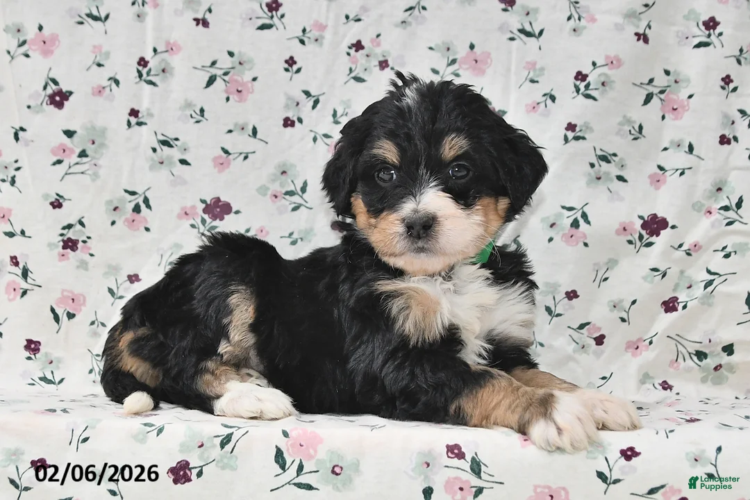 Bernedoodle dogs for sale: Amber - Ad 5