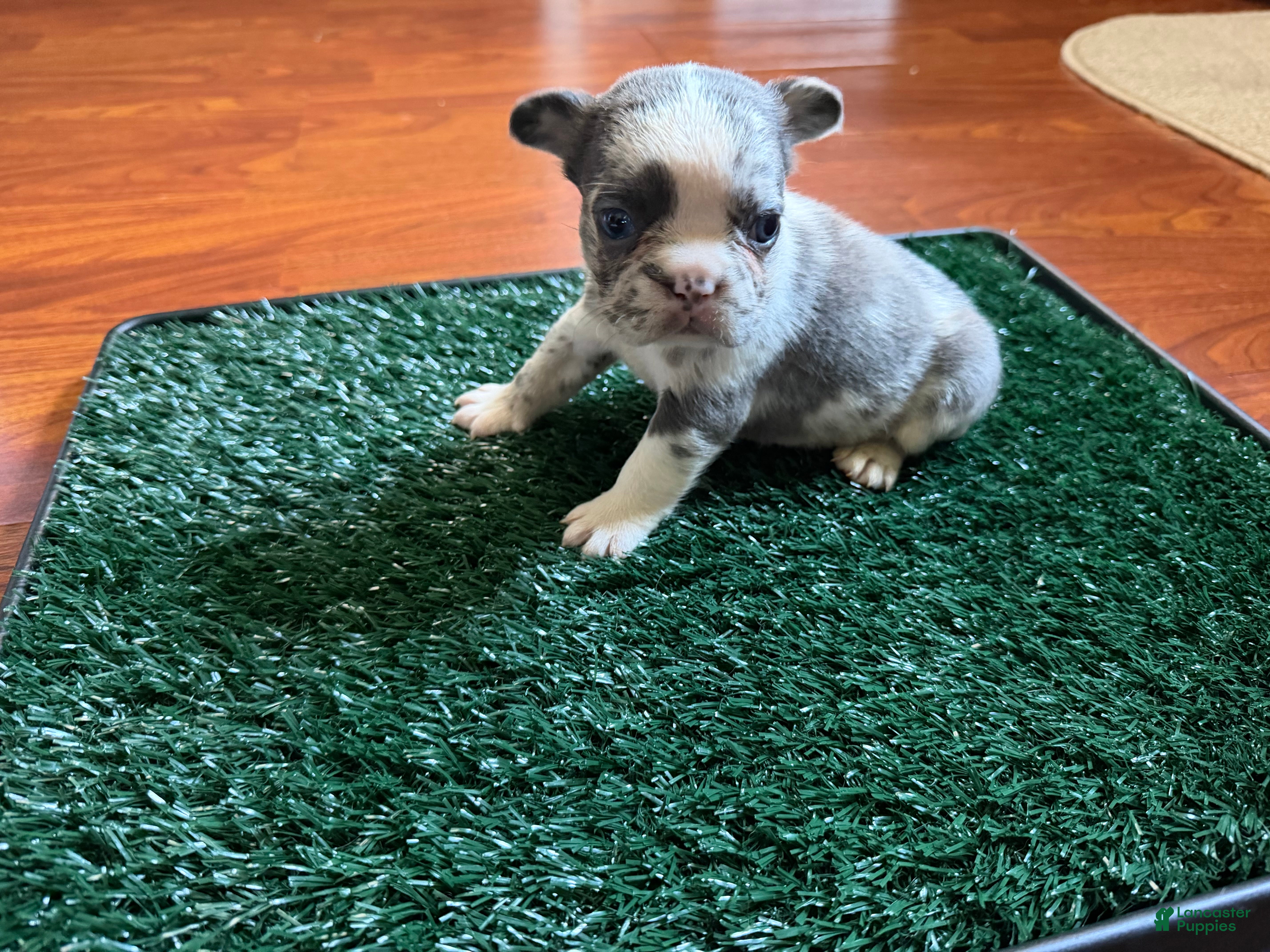 French Bulldog dogs for sale: Oreo - Ad 4