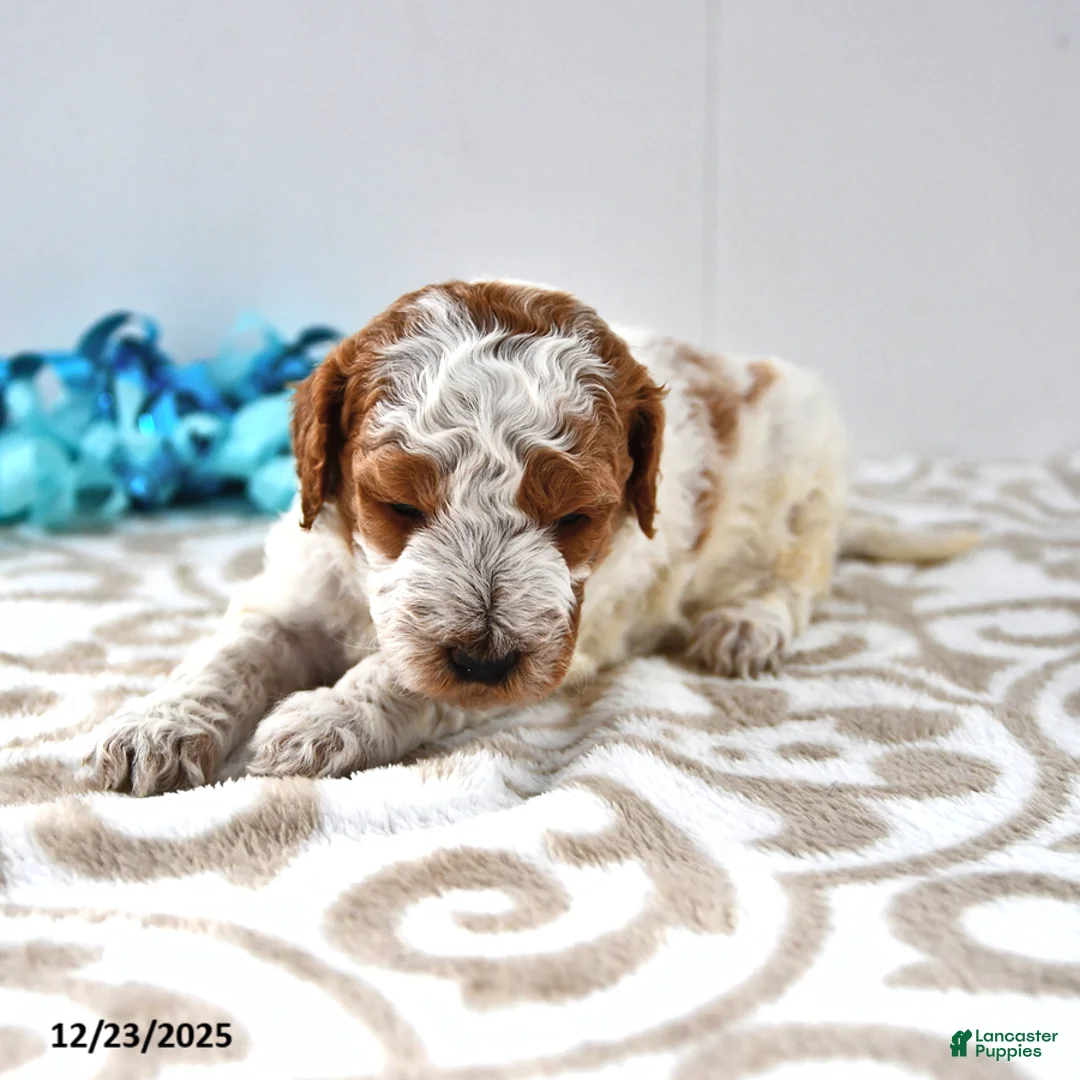 Mini Goldendoodle dogs for sale: Cooper - Ad 15