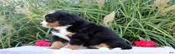 Bernese Mountain Dog dogs for sale: Lyndon AKC - Ad 5