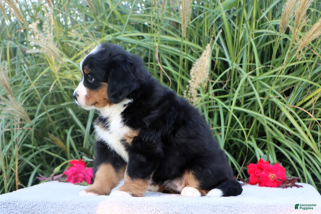 Bernese Mountain Dog dogs for sale: Lyndon AKC - Ad 5