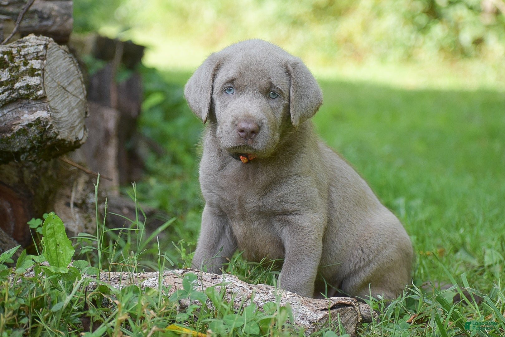 Labrador Retriever dogs Bear - Ad 1