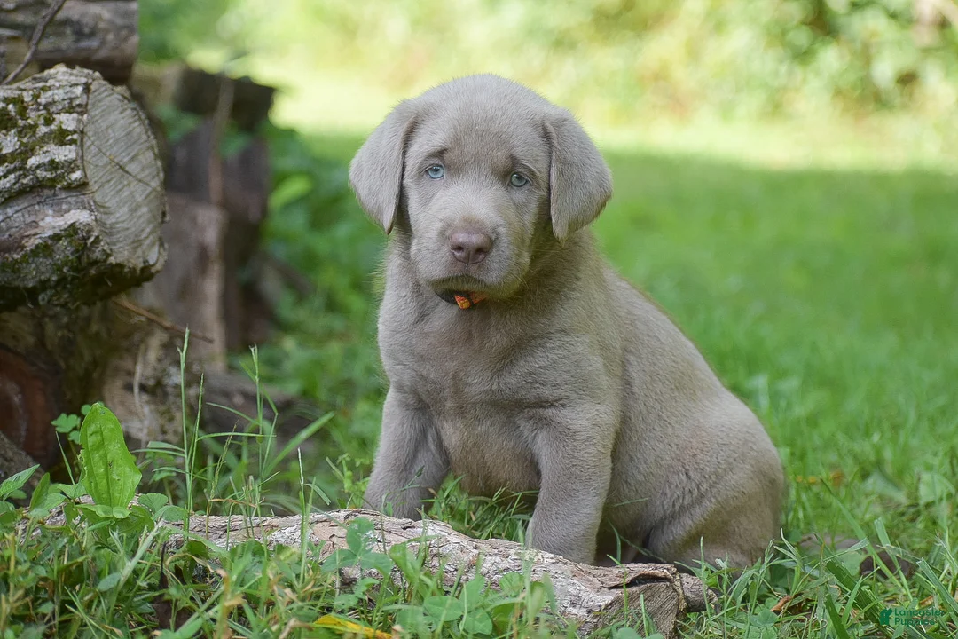 Labrador Retriever dogs for sale: Bear - Ad 1