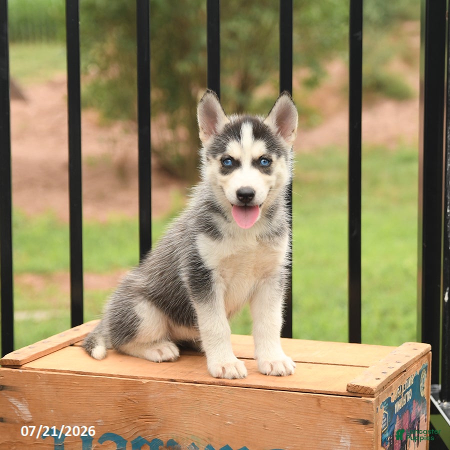 Siberian Husky dogs Breeze - Ad 1
