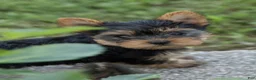 Yorkshire Terrier dogs for sale: Jasper - Ad 9