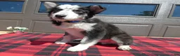 Mixed Breed dogs for sale: Australian Shepherd Puppy 4 Spook - Ad 2