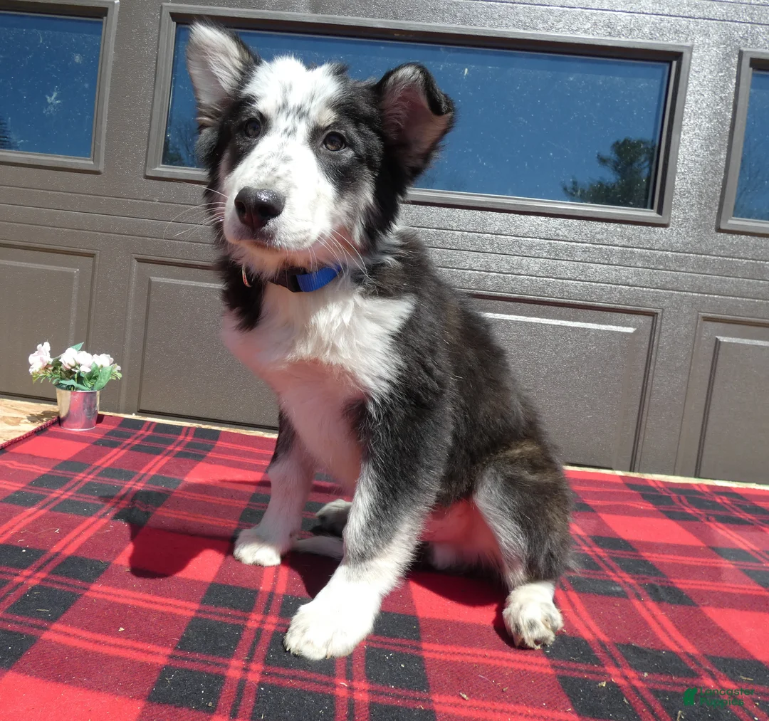 Mixed Breed dogs for sale: Australian Shepherd Puppy 4 Spook - Ad 2