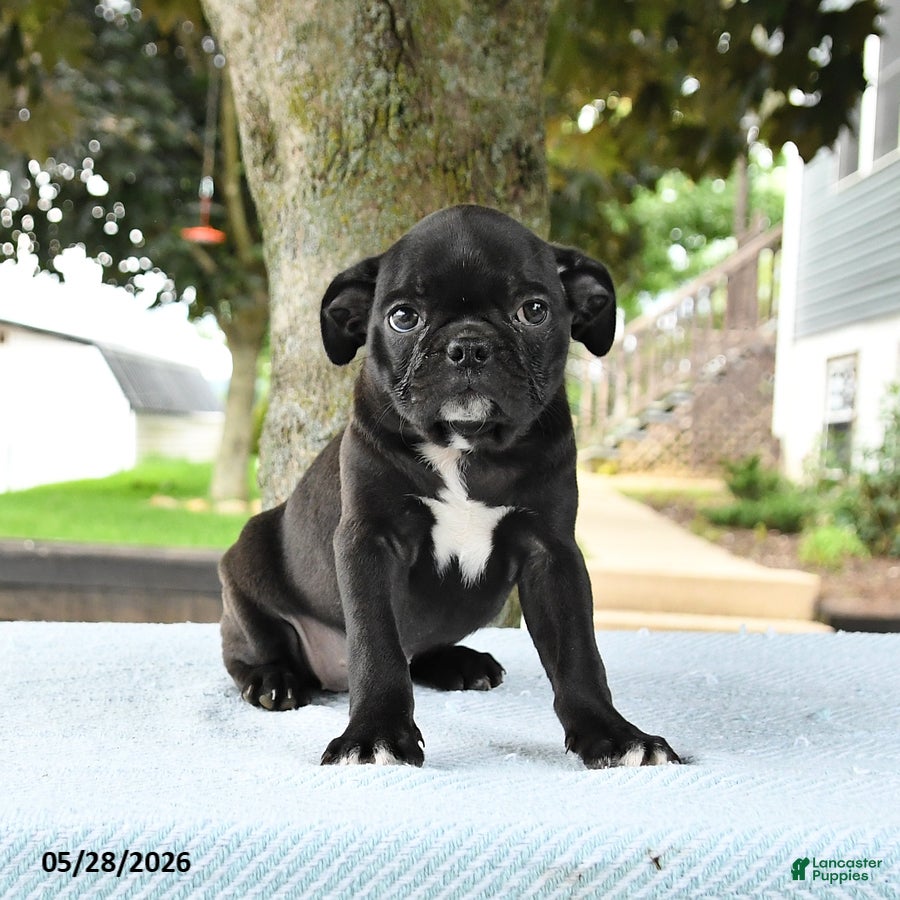 Mixed Breed dogs Helen - Ad 1