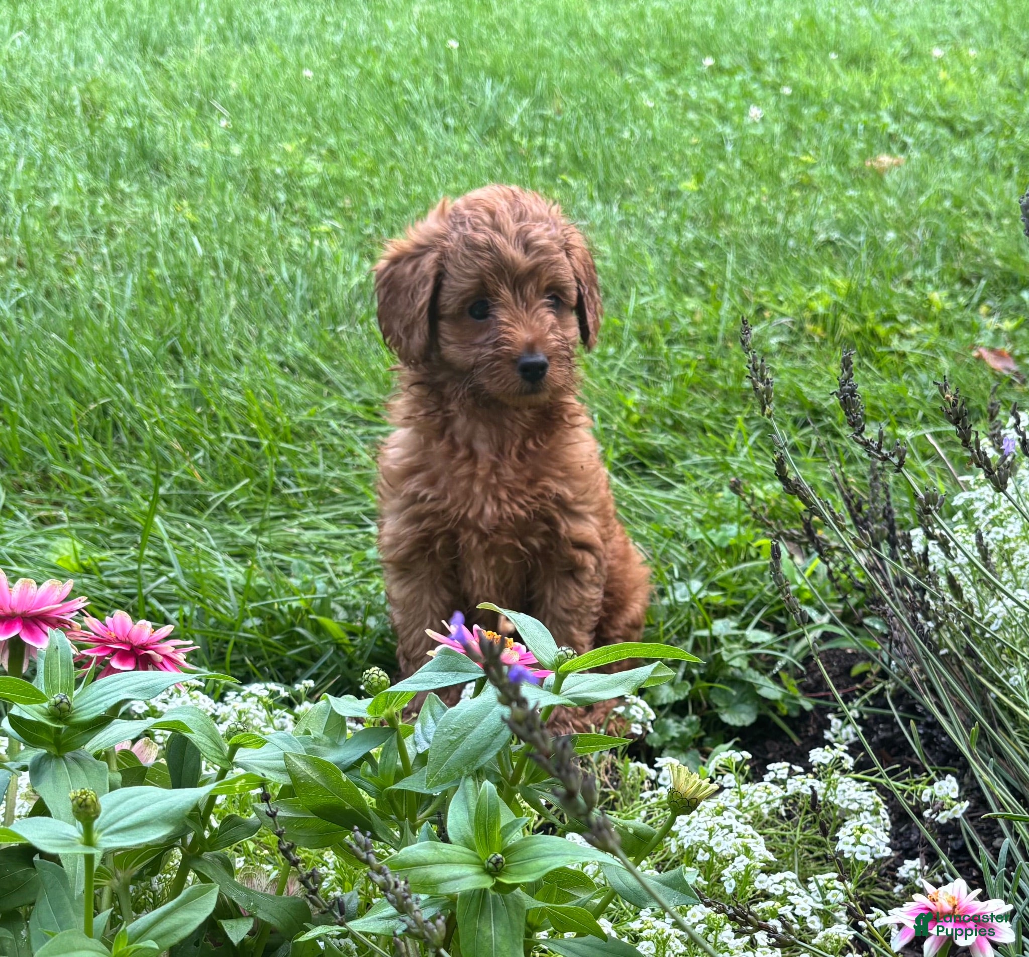 Cavapoo dogs Rufus - Ad 38