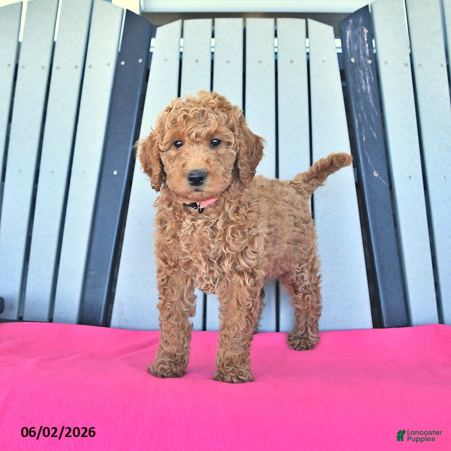 Mini Goldendoodle dogs Paisley - Ad 1