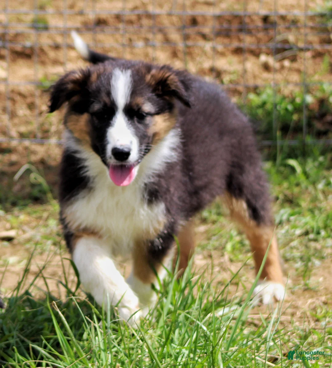 Mixed Breed dogs for sale: Rooster  - Ad 1