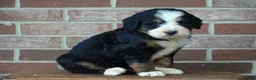 Bernedoodle dogs for sale: Belle - Ad 2