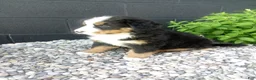 Bernese Mountain Dog dogs for sale: Turbo  - Ad 4