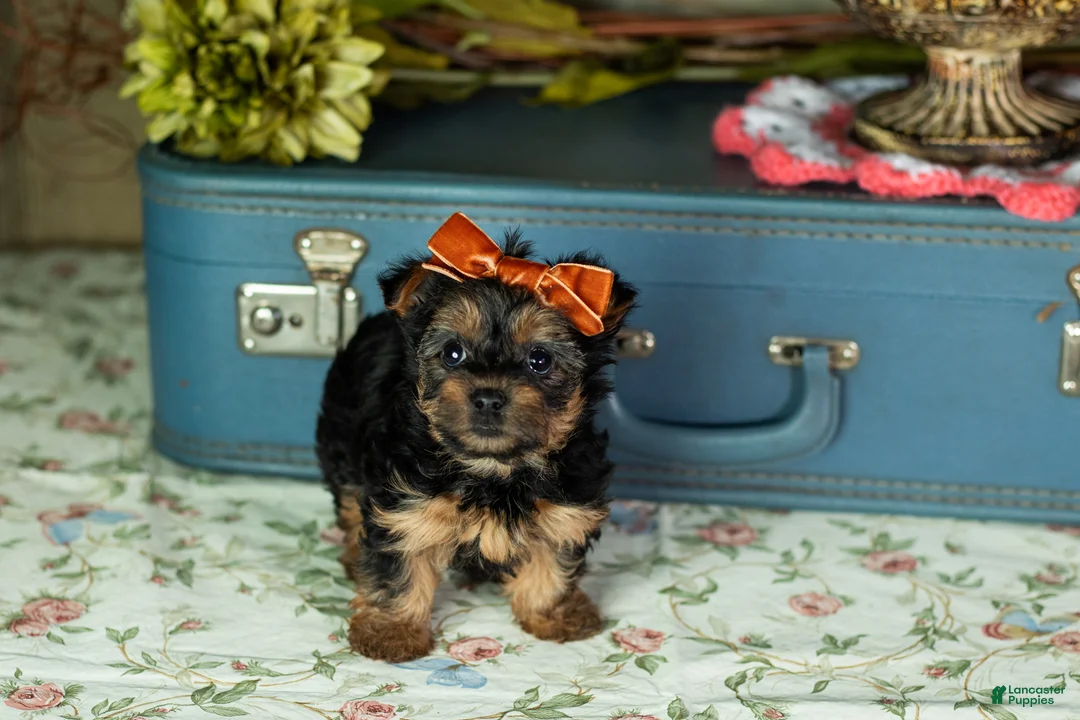 Yorkshire Terrier dogs for sale: Lissia  - Ad 3