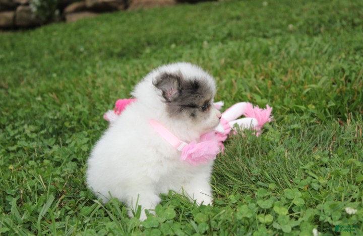 Pomeranian dogs Flora - Ad 2