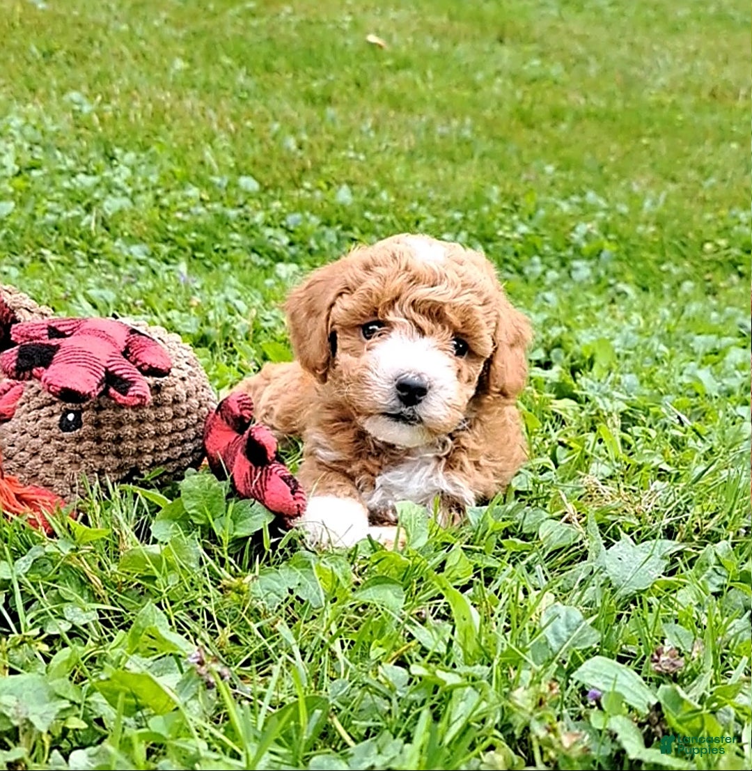 Gallery Image {{count}}