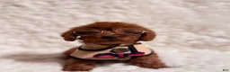 Toy Poodle dogs for sale: Sammy deep red toy - Ad 3