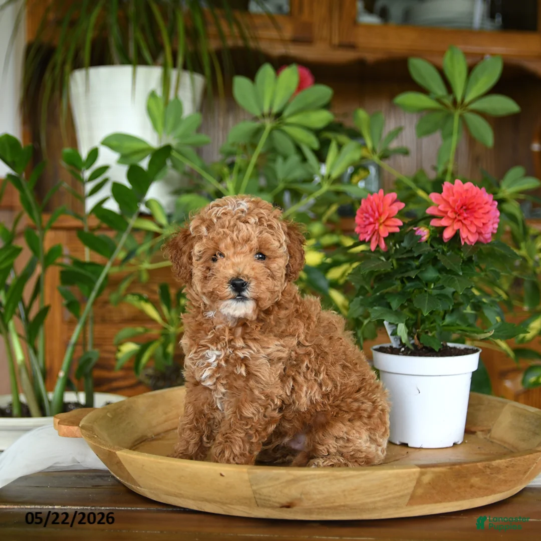 Miniature Poodle dogs for sale: Jack  - Ad 5
