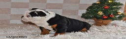 Olde English Bulldogge dogs for sale: Lena - Ad 4