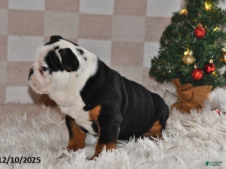 Olde English Bulldogge dogs Lena - Ad 3