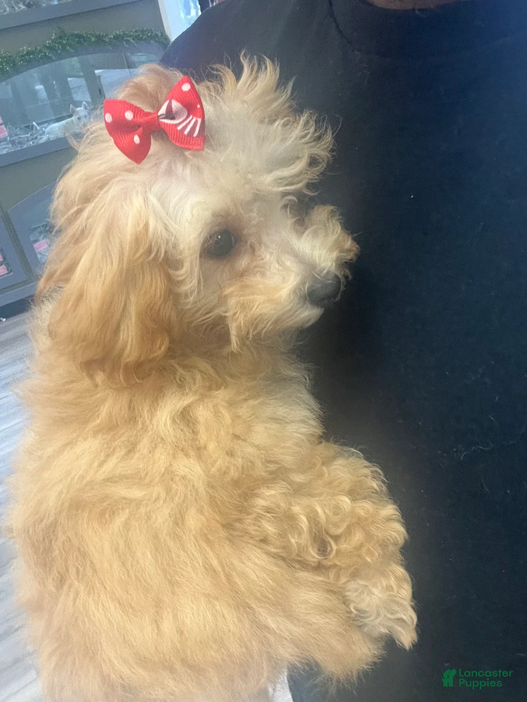 Bichpoo dogs for sale: Bichpoo Puppy 1 - Ad 2