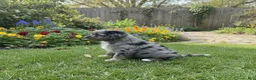 Bernedoodle dogs for sale: Pluto - Ad 10