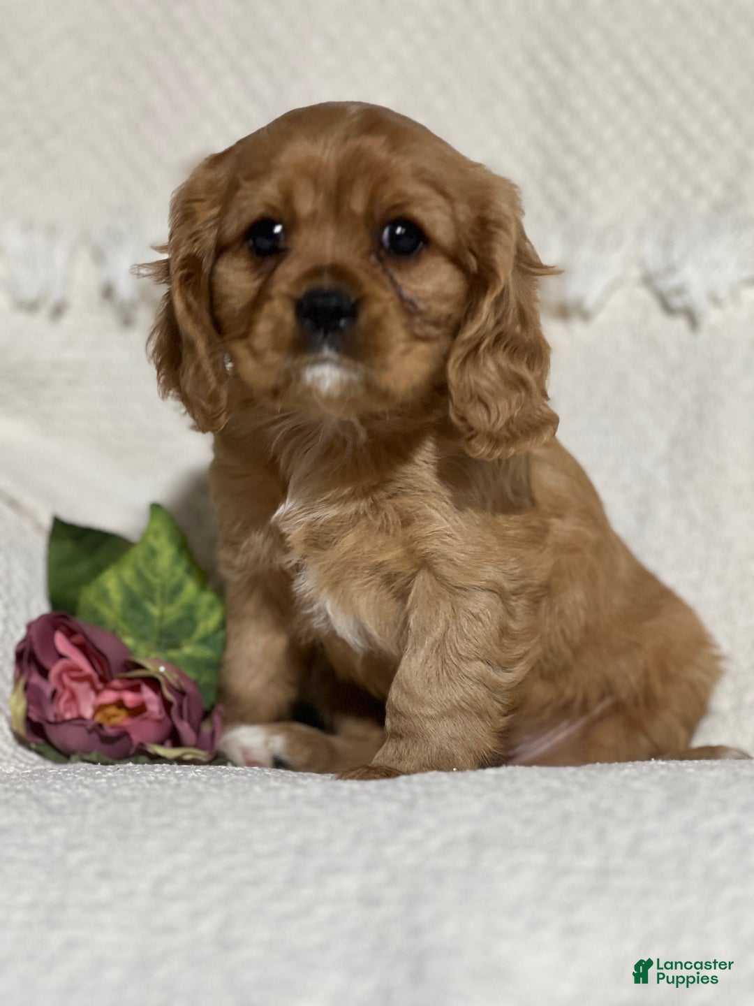 Cavalier King Charles Spaniel dogs for sale: Von  - Ad 2