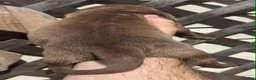 Great Dane dogs for sale: Great Dane 1 - Ad 5