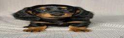 Dachshund dogs for sale: Debbie  - Ad 1