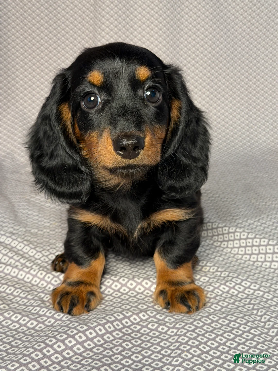 Dachshund dogs for sale: Debbie  - Ad 1