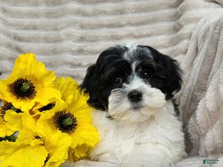 Shihpoo dogs - Ad 26