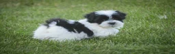 Havanese dogs for sale: Ivan Havanese Puppy  - Ad 5