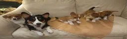 Mixed Breed dogs for sale: Athena - Ad 20