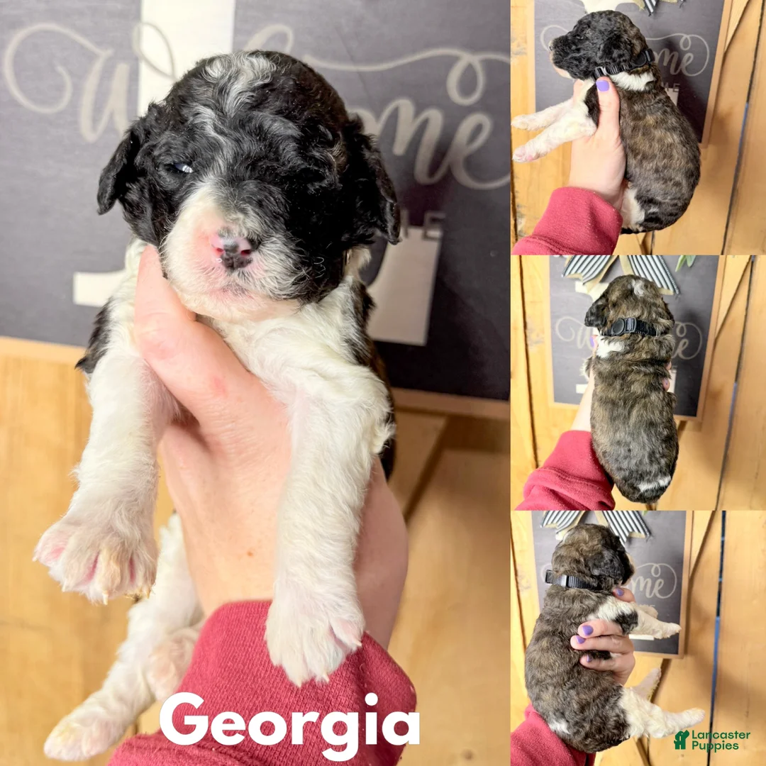 Saint Berdoodles dogs for sale: Georgia - Ad 1