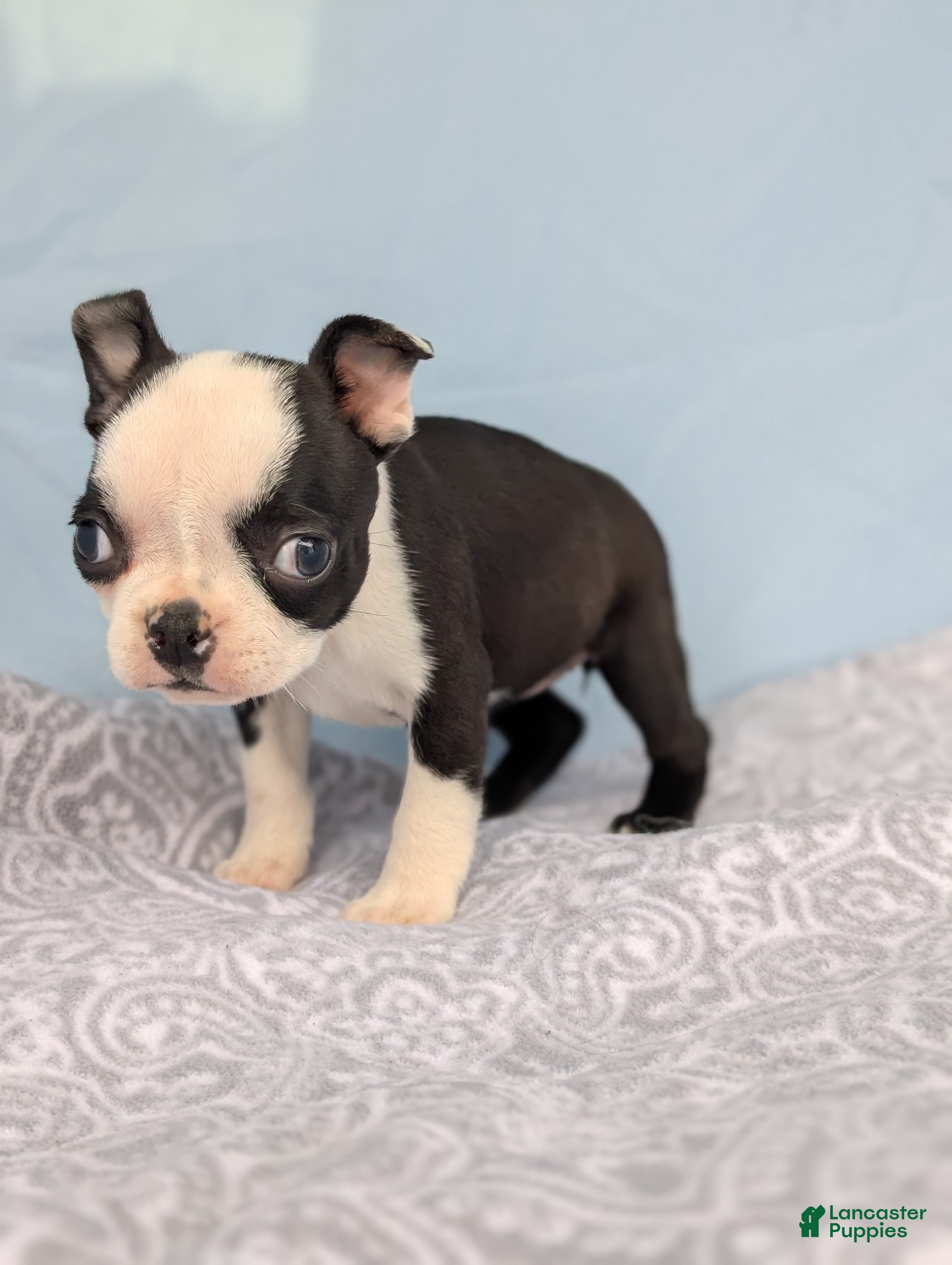 Boston Terrier dogs Mooo  Cow - Ad 1