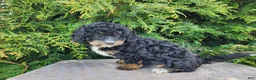 Mini Bernedoodle dogs for sale: Karly - Ad 12